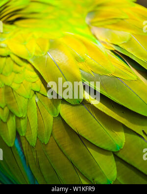 Grande GREEN MACAW - GUACAMAYO VERDE O LAPA VERDE (Ara ambiguus) Foto Stock