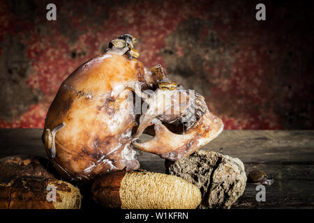 Ancora vita withe teschio umano su legno e le lumache. Foto Stock