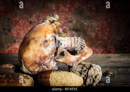 Ancora vita withe teschio umano su legno e le lumache. Foto Stock