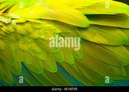 Grande GREEN MACAW - GUACAMAYO VERDE O LAPA VERDE (Ara ambiguus) Foto Stock