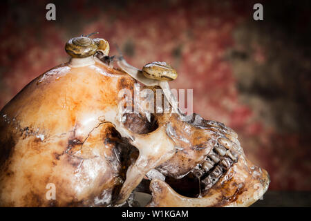 Ancora vita withe teschio umano su legno e le lumache. Foto Stock