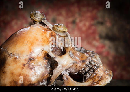 Ancora vita withe teschio umano su legno e le lumache. Foto Stock