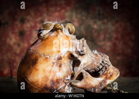 Ancora vita withe teschio umano su legno e le lumache. Foto Stock