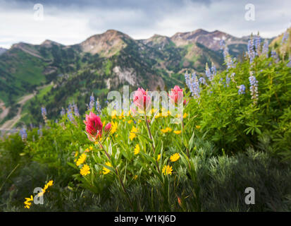 Indian Paintbrush spiccano in un campo di fiori selvatici a Cardiff il sentiero passa vicino a Alta, Utah in poco pioppi neri americani Canyon. (C) 2016 Tom Kelly Foto Stock