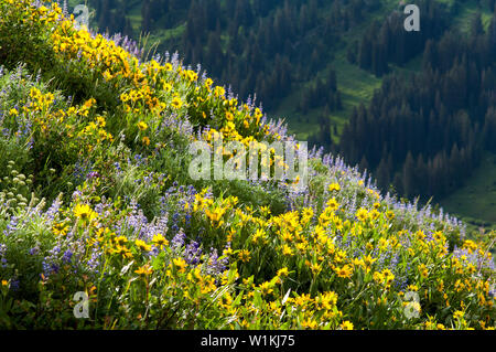 Cascata di fiori di campo la discesa di un pendio a Cardiff il sentiero passa vicino a Alta, Utah in poco pioppi neri americani Canyon. (C) 2016 Tom Kelly Foto Stock