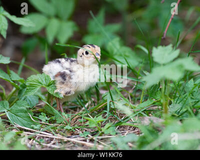 Una covata di Wild Baby fagiani in Sud Dakota Foto Stock