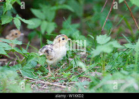 Una covata di Wild Baby fagiani in Sud Dakota Foto Stock