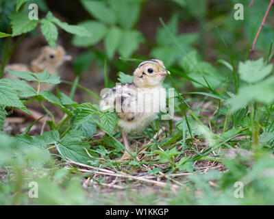 Una covata di Wild Baby fagiani in Sud Dakota Foto Stock