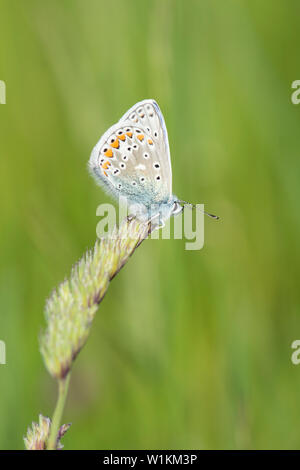 Comune, Blu Polyommatus icarus, maschio, butterfly, inferiore in appoggio sull'erba seme head, Essex, Regno Unito, maggio Foto Stock