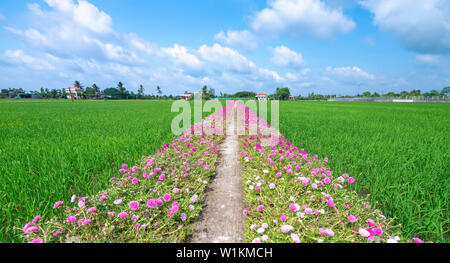 Portulaca grandiflora fiori fioriscono lungo il sentiero che conduce alla casa del contadino con due belle e giovani pacifici campi di riso Foto Stock