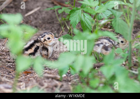 Una covata di Wild Baby fagiani in Sud Dakota Foto Stock