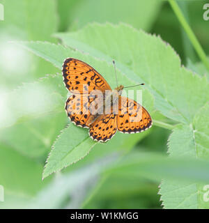 Brenthis ino, noto come il minore fritillary in marmo, una farfalla della famiglia Nymphalidae Foto Stock