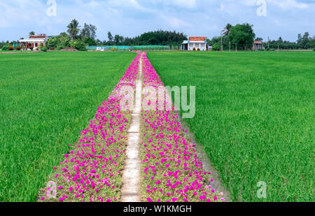 Portulaca grandiflora fiori fioriscono lungo il sentiero che conduce alla casa del contadino con due belle e giovani pacifici campi di riso Foto Stock