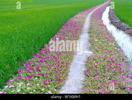 Portulaca grandiflora fiori fioriscono lungo il sentiero che conduce alla casa del contadino con due belle e giovani pacifici campi di riso Foto Stock