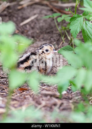Una covata di Wild Baby fagiani in Sud Dakota Foto Stock