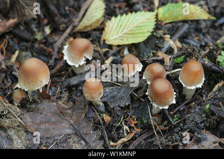 Psathyrella candolleana, noto come brittlestem pallido o fungo psathyrella comune, giovani esemplari crescente selvatici in Finlandia Foto Stock