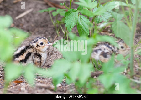 Una covata di Wild Baby fagiani in Sud Dakota Foto Stock