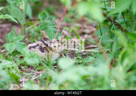 Una covata di Wild Baby fagiani in Sud Dakota Foto Stock