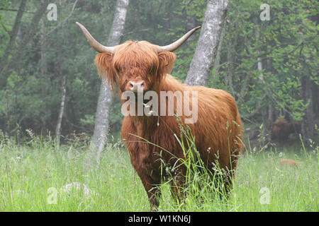Libera compresa mucca di Highland bovini in un pascolo di foresta in Finlandia Foto Stock