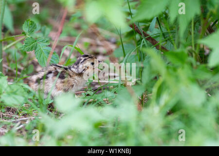 Una covata di Wild Baby fagiani in Sud Dakota Foto Stock
