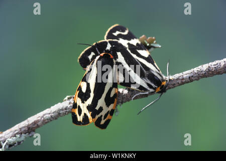 Plantaginis Parasemia, noto come il legno tiger, una tarma della famiglia Erebidae Foto Stock
