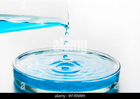 Versando il liquido blu dal pallone da laboratorio nella scatola di Petri. Il concetto di acqua pura e di esperimenti di chimica. Controllare l'acqua per la pulizia. Foto Stock