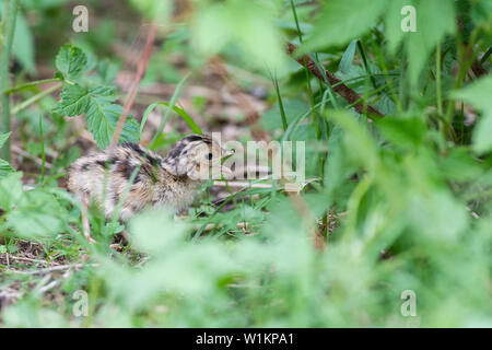 Una covata di Wild Baby fagiani in Sud Dakota Foto Stock
