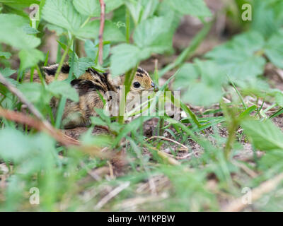 Una covata di Wild Baby fagiani in Sud Dakota Foto Stock