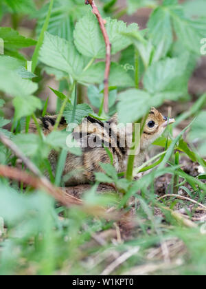 Una covata di Wild Baby fagiani in Sud Dakota Foto Stock