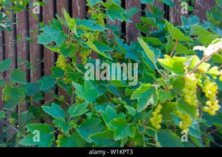 Immaturo verde nero bacche Ribes sulla boccola di blackberry con staccionata in legno su sfondo, estate Foto Stock