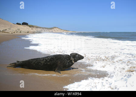 Una guarnizione grigia denominata Sir David, dopo l'emittente e storico naturale, viene rilasciata nel selvaggio a Winterton-su-Mare in Norfolk dopo essere stato allattato indietro per la salute a RSPCA East Winch Centro faunistico. Foto Stock