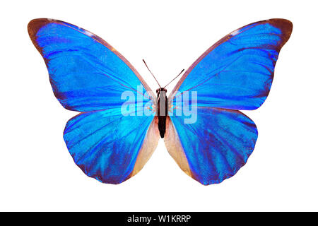 Tropical blue butterfly morfo anaxibia. isolato su sfondo bianco Foto Stock