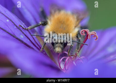 Bumble Bee su geranio, England, Regno Unito Foto Stock