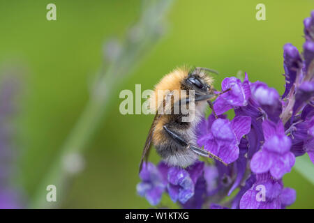 Bumble Bee sulla lavanda, England, Regno Unito Foto Stock