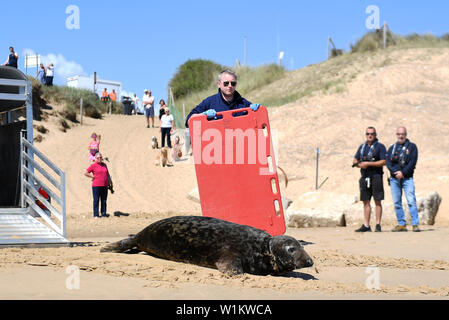 Una guarnizione grigia denominata sir David Attenborough, dopo l'emittente e storico naturale, viene rilasciata nel selvaggio a Winterton-su-Mare in Norfolk, dopo essere stata trattata a RSPCA East Winch Centro faunistico per gravi lesioni ricevute da un frisbee in plastica del disco incollato intorno al suo collo. Foto Stock