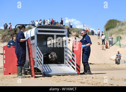 Una guarnizione grigia denominata sir David Attenborough, dopo l'emittente e storico naturale, viene rilasciata nel selvaggio a Winterton-su-Mare in Norfolk, dopo essere stata trattata a RSPCA East Winch Centro faunistico per gravi lesioni ricevute da un frisbee in plastica del disco incollato intorno al suo collo. Foto Stock