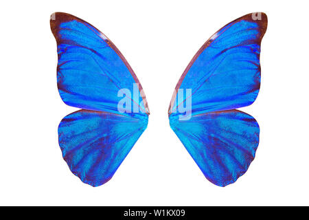 Blue Butterfly Wings. isolato su sfondo bianco Foto Stock