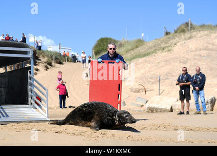 Una guarnizione grigia denominata sir David Attenborough, dopo l'emittente e storico naturale, viene rilasciata nel selvaggio a Winterton-su-Mare in Norfolk, dopo essere stata trattata a RSPCA East Winch Centro faunistico per gravi lesioni ricevute da un frisbee in plastica del disco incollato intorno al suo collo. Foto Stock