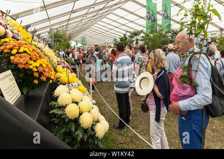 Giovane ammirando un display di crisantemo della RHS Hampton Court Palace Garden Festival, 2019. Foto Stock