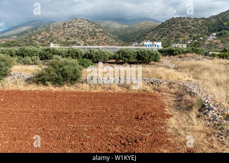 Malia, Creta, Grecia. Giugno 2019. Campo Arato nella comunità rurale di Il Cretan Malia, old town. Foto Stock