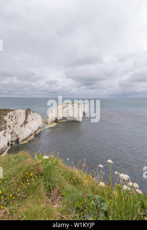 Vecchio Harry rocce al punto Handfast, Isle of Purbeck, Jurassic Coast, un sito Patrimonio Mondiale dell'UNESCO nel Dorset, England, Regno Unito Foto Stock