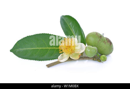 Fiori, foglie di tè verde, tè seme su sfondo bianco Foto Stock