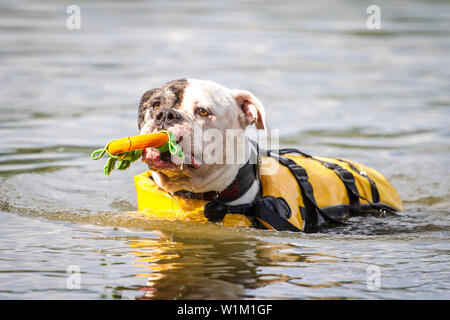 Bulldog americano a nuotare in acqua con un giubbotto di salvataggio e recupero di un giocattolo Foto Stock