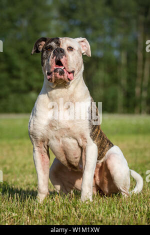 American Bulldog cane femmina seduta Foto Stock