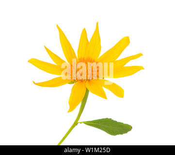 Girasole messicano,Tithonia diversifolia(Hemsl) isolato su sfondo bianco Foto Stock