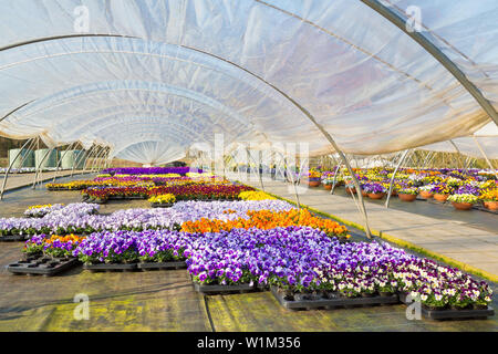 Plastica serra europea con percorso e colorata fioritura pansies Foto Stock