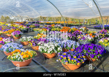Plastica serra europea con rigogliosi pansies in cestelli appesi Foto Stock