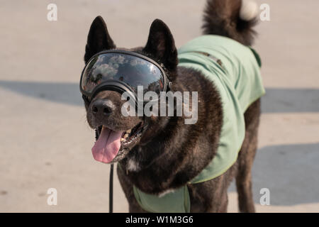 Descrizione: Bellissimo cane che indossa gli occhiali da sole close up sfondo. Foto Stock