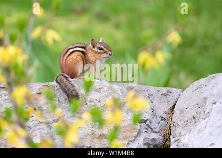 Un orientale Scoiattolo striado pone su un muro di pietra, circondato dalla fioritura di forsitia, in Scarborough, Ontario. Foto Stock