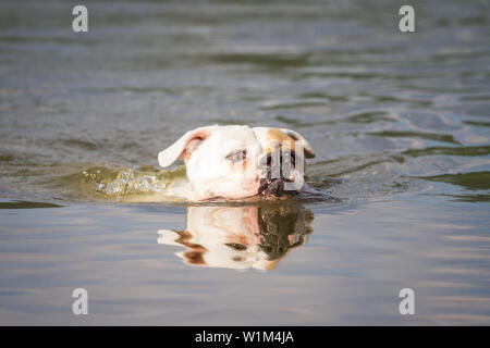 Bulldog americano il nuoto nel lago Foto Stock
